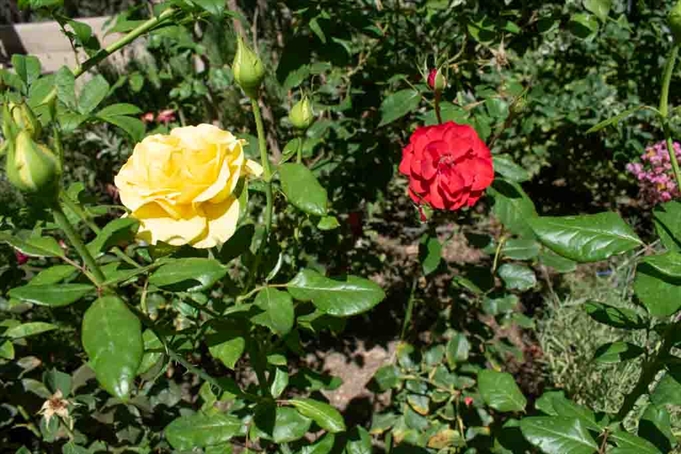 Áreas verdes jardín