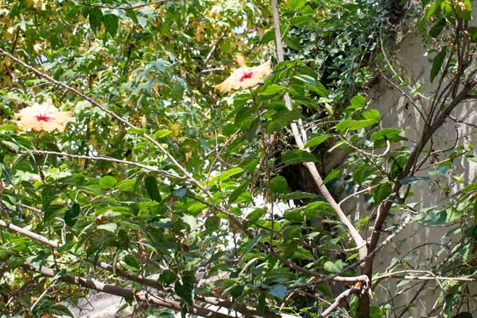 Planta
