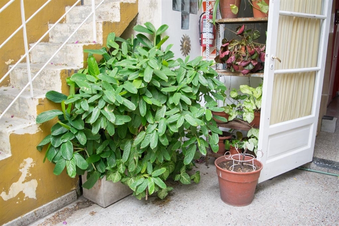 Patio central